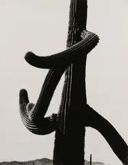 Untitled by Aaron Siskind, pencil, offered May 2025