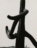 Untitled by Aaron Siskind, pencil, offered May 2025