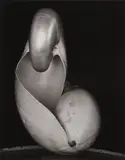 Untitled by Edward Weston, Silver gelatin print, printed later by Cole Weston, flush mounted to board, image/sheet si, offered May 2025