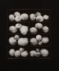 Untitled by Olivia Parker, photograph, offered May 2025