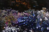 Untitled by Eric Madigan Heck, Chromogenic print, flush mounted to archival board, image size, offered May 2025