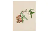 Untitled by Elizabeth Ann Briscoe, watercolour, offered Apr 2025
