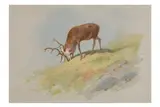 Untitled by Archibald Thorburn, watercolour, offered Apr 2025