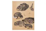 Untitled by Norbertine Bresslern-Roth, watercolour and pencil, offered Apr 2025