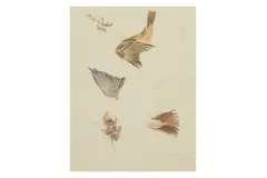Untitled by Archibald Thorburn, pencil and gouache, offered Apr 2025