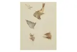 Untitled by Archibald Thorburn, pencil and gouache, offered Apr 2025