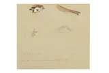 Untitled by Archibald Thorburn, gouache and pencil, offered Apr 2025