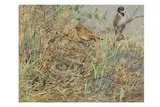 Untitled by George Edward Lodge, gouache, offered Apr 2025