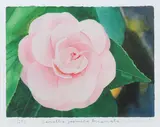 Untitled by Peter Blake Cbe Rdi, pencil, offered Feb 2025