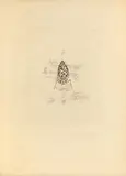 Untitled by Salvador Dalí, pencil, offered Feb 2025