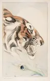 Tiger and the Peacock Feather by Edward Julius Detmold, pencil, sold Jul 2024