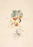 Abricot chevalier by Salvador Dalí, engraving and embossing, sold Jul 2024