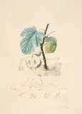 Homme Figuier by Salvador Dalí, engraving and embossing, sold Jul 2024