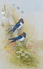 Study of two swallows by Ian Bowles, watercolour, sold Nov 2024