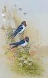 Study of two swallows by Ian Bowles, watercolour, sold Nov 2024