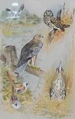 Study of birds including owl and buzzard by Ian Bowles, watercolour, sold Nov 2024