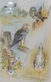 Study of birds including owl and buzzard by Ian Bowles, watercolour, sold Nov 2024