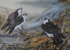 Ospreys on a nest by Ian Bowles, watercolour, sold Nov 2024