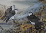 Ospreys on a nest by Ian Bowles, watercolour, sold Nov 2024