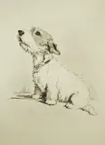 Biscuits by Lucy Dawson, etching, sold Nov 2024