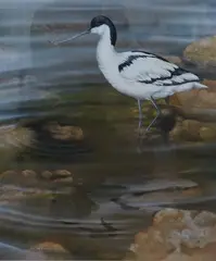 Avocet by Graham Bradshaw, gouache, sold Oct 2024