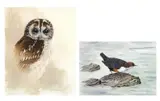 Tawny Owl by Julie G. Askew, 1907, watercolour, offered Apr 2025