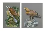 A Golden Eagle on a rock crag by Mervyn Seagrove, watercolour, offered Apr 2025