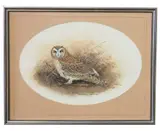Short Eared Owl by Christopher Scales, 1983, gouache and watercolour, offered Apr 2025