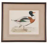 Sheildrake by Francis Orpen Morris, lithograph, offered Apr 2025