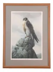 Peregrine Falcon by Barry Driscoll, pencil, offered Apr 2025