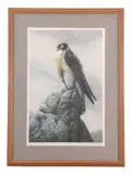 Peregrine Falcon by Barry Driscoll, pencil, offered Apr 2025