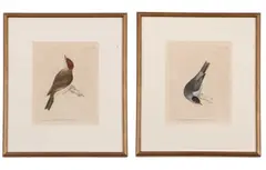 Black Cap Warbler by William Lewin, print (other), offered Apr 2025