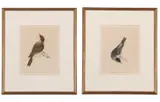 Black Cap Warbler by William Lewin, print (other), offered Apr 2025