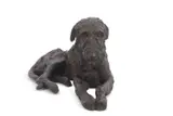 A bronzed resin model of a reclining hound by Rosemary Cook, sculpture, sold Mar 2025