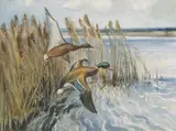 Ducks alighting from the reeds by Wilfred Stanley Petitt, watercolour, sold Mar 2025