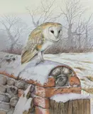 Barn Owl perched on a brick wall in snow covered landscape by Brian Bedford, watercolour, sold Dec 2024