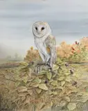 Barn Owl perched on a wooden stump in an autumnal by Brian Bedford, watercolour, sold Dec 2024