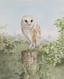 Barn Owl perched on a wooden stump in spring time by Brian Bedford, watercolour, sold Dec 2024