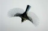 Blue Tit 2 by Mark Harvey, print (other), sold Nov 2024