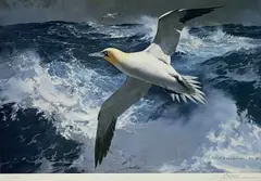 Limited edition by Keith Shackleton, print, offered Aug 2025