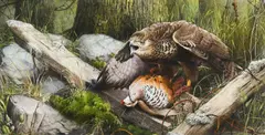 Bodycolour and gum arabic - entitled 'Buzzard and a Red by Terence Lambert, 1993, watercolour, sold Jul 2025