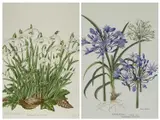 Untitled by Joan Pontin, watercolor, sold Jul 2025
