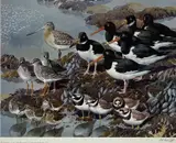 Limited edition by Charles Frederick Tunnicliffe, print, sold Jul 2025