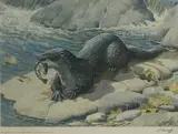 Limited edition by Charles Frederick Tunnicliffe, print, sold Jul 2025