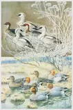 Limited edition by Charles Frederick Tunnicliffe, print, sold Jul 2025