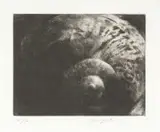 Shell by John Macfarlane, print (other), offered May 2025