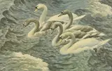 Print - four swans at sea by Charles Frederick Tunnicliffe, print, sold May 2025