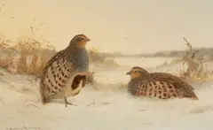 English Partridge by Colin W. Burns, oil on board, sold Apr 2025