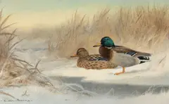 Mallard by Colin W. Burns, oil on board, sold Apr 2025