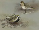 Golden Plover, Winter and Summer by George Edward Lodge, gouache, sold Apr 2025